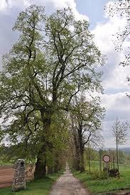 Novodvorská alej